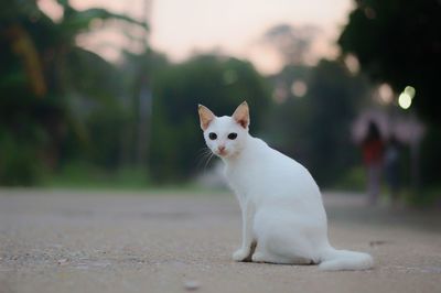 Close-up of a cat looking away