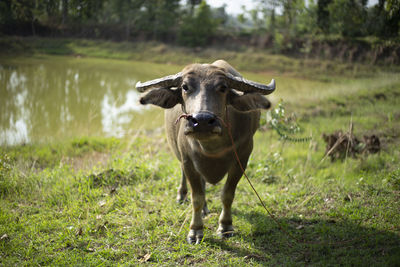 Portrait of a horse on field