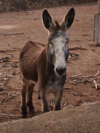 Portrait of horse standing outdoors