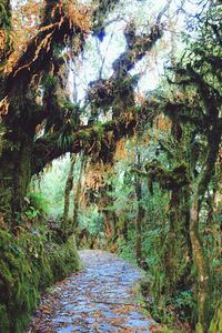Dirt road amidst trees in forest