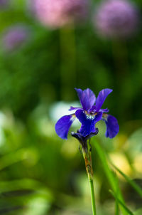 Close-up of purple flower blooming outdoors