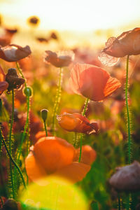 Close-up of orange poppy on field against sky