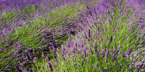 Purple flowering plants on field