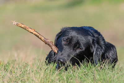 Portrait of a wet black labrador puppy playing with a stick