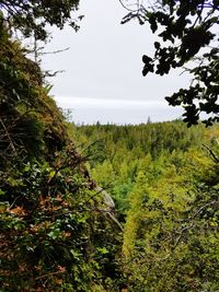 Scenic view of forest