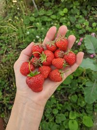 Midsection of person holding strawberry