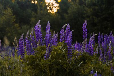 Close-up of purple flowering plants on field