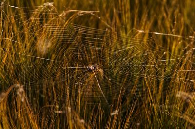 Close-up of spider web