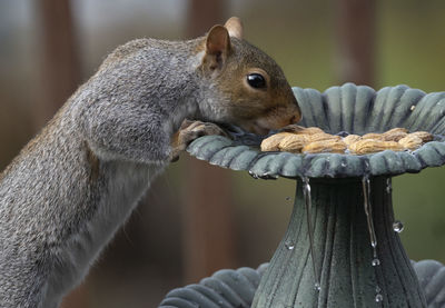 Close-up of squirrel on wood