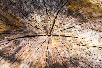 Close-up of tree stump