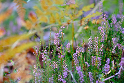 Close-up of purple flowering plants on field