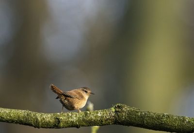 Close-up of bird perching on branch