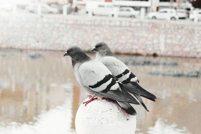 Close-up of bird perching on snow