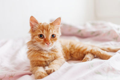 Cute ginger kitten in bed. fluffy curious pet. stray cat is sleeping in bed first time in its life. 