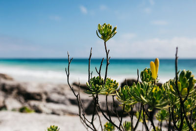 Close-up of plant on beach against sky
