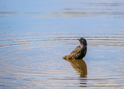 Duck swimming in a lake