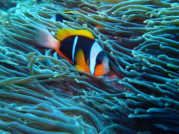 Fish swimming in sea