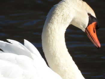 Close-up of swan swimming in lake