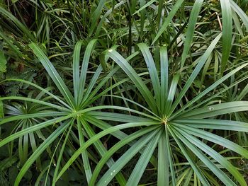 Full frame shot of plants growing on field