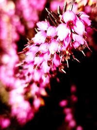 Close-up of cherry blossom