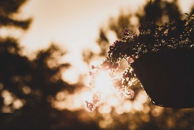 Close-up of flowering plant against sky during sunset