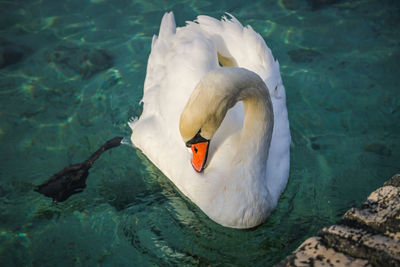 High angle view of swan in lake