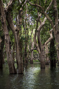 Scenic view of lake in forest