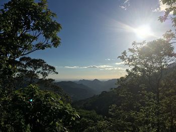 Scenic view of forest against sky