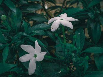 Close-up of white flowering plants