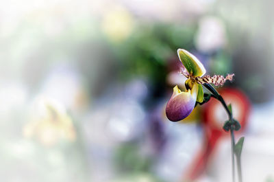 Close-up of purple flower buds