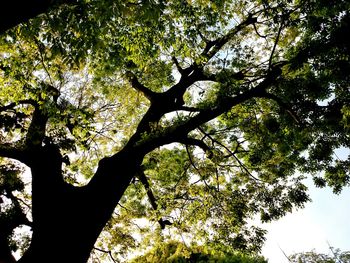 Low angle view of trees against sky