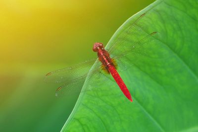Close-up of insect on leaf