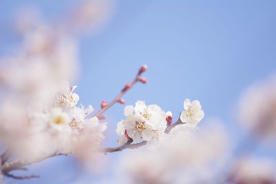 Low angle view of cherry blossom against sky