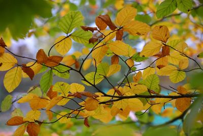 Close-up of yellow maple leaves on plant