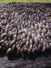 Close-up of mussels on boardwalk