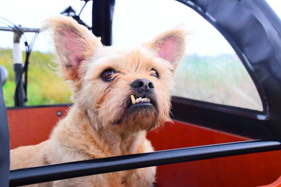 Portrait of dog with overbite sitting in a box looking at the viewer...