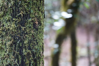 Close-up of moss growing on tree trunk