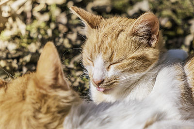 Close-up of a cat with eyes closed