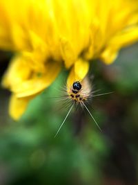 Close-up of insect on flower