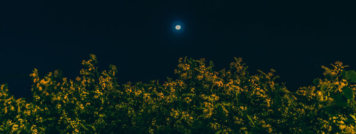 Yellow flowering plants on field against sky at night