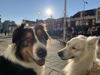 Two happy dogs 