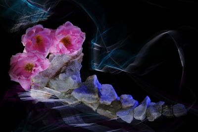 Close-up of pink flowers against black background