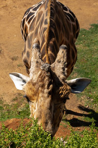 Giraffe close up