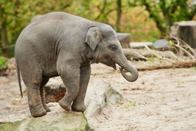 Elephant calf standing on rock