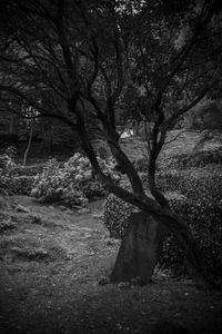 Trees in forest