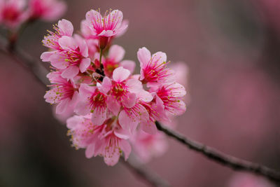 Pink flower of wild himalayan cherry