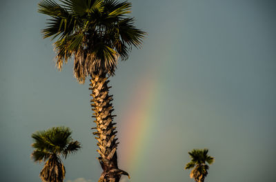 Low angle view of palm tree against sky