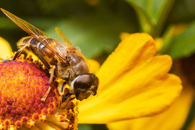 Close-up of bee pollinating on yellow flower