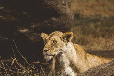 View of a lioness looking into frame