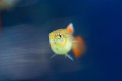 Close-up of bird in water